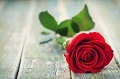 カウンセリングサロンRose Maria